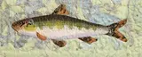 Susannah Sindall, Gudgeon, textile applique