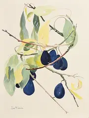 Ivor Coburn, Still Life, watercolour