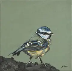 Jean Wallace Jones, Blue Tit, oil on canvas