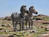 Pip McGarry, Stripes