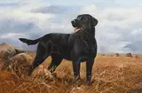 John Trickett, Just Say the Word, oil on canvas