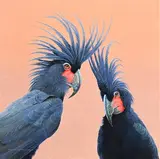 David Ord Kerr, Palm Cockatoos, oil on canvas