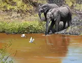 Pip McGarry, The Watering Hole
