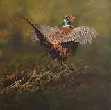 Alan M. Hunt, This is Me - Male Pheasant