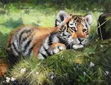 Pip McGarry, Tigers Eye