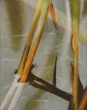 Tim Goulding, Reeds and Reflections No. 9