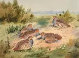 Robert W. Milliken, Partridges