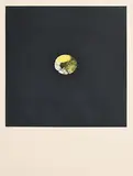 Louis le Brocquy, Lemon, 1974, limited edition aquatint - numbered 10 from an edition of 75