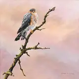 Alan M. Hunt, Sparrow Hawk