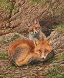 Steve Burgess Canadian, Fox and Cub