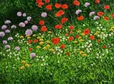 Jerry Marjoram, Wildflowers, oil on canvas