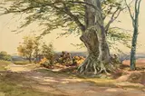 Wycliffe Egginton, Beech Tree, watercolour