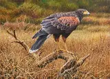 Alan M. Hunt, Bird of Prey