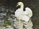 Alan M. Hunt, Swan