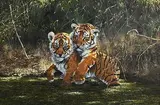 Steve Burgess Canadian, Tiger Cubs