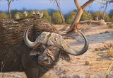 Eric Wilson, Ruckomechi Buffalo, pastel