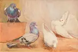 Racing Pigeons and Fancy Doves by Mildred Anne Butler, watercolour, offered Dec 2018