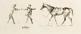 Peter Curling, Catching a Loose Horse