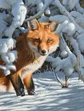 Steve Burgess Canadian, Fox