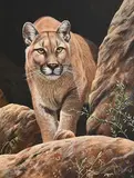 Steve Burgess Canadian, Mountain Lion