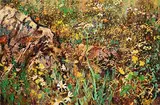 Kenneth Webb, Bog Cotton, Ballinaboy, oil on canvas