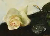 Thomas Ryan, White Rose, oil on board