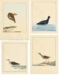 William Lewin British, Collection of 4 Avian Studies, watercolours