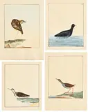 William Lewin British, Collection of 4 Avian Studies, watercolours