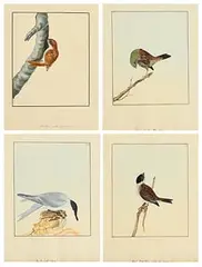 William Lewin British, Sandwich TernReedbuntingGreen Headed BuntingCreeper, set of 4 18th Century watercolours