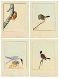 William Lewin British, Sandwich TernReedbuntingGreen Headed BuntingCreeper, set of 4 18th Century watercolours