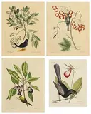 Mark Catesby, Collection of 4 Exotic Bird Studies, 18th Century handcoloured engravings