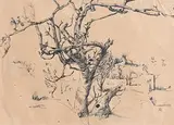 Winter Tree by Colin Middleton, ink on paper, offered Sep 2017