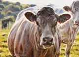 Mark O'Neill, Up Close and Personal, oil on board