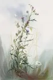 Phylilis Del Vecchio American, Seeding, watercolour