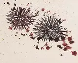 Basil Rakoczi, Sea Urchins