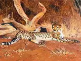 Pip McGarry, Cheetah