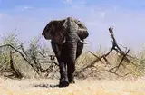Pip McGarry, Elephant Trail