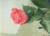 Thomas Ryan, Pink Rose