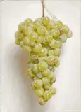 Conor Walton, Grapes
