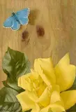 Patrick Hennessy, Rose and Butterfly