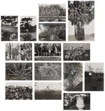 Lee Friedlander, Photographs of Flowers, 1974-75, The complete set of 15 gelatin silver prints, on photo paper mounted to debossed Harumi paper, with full margins, with colophon and title page, all loose (as issued), all contained in the original blue cloth-covered clamshell portfolio
