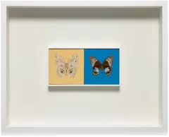 Love, Love by Damien Hirst, 2005, Unique butterfly and household gloss diptych, on canvas, both contained in the original white painted wood frame, offered Apr 2026