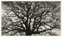 Robert Longo, Untitled (Tree), 2018, Archival pigment print, on wove paper, with full margins