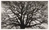 Robert Longo, Untitled (Tree), 2018, Archival pigment print, on wove paper, with full margins