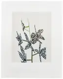 Jonas Wood, Untitled, 2015, Screenprint in colors, on Arches 88 paper, with full margins