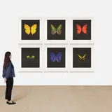 Damien Hirst, The Souls on Jacob’s Ladder Take Their Flight, 2007, The complete set of six aquatint and photogravures in colors, on Arches paper, with full margins, the colors bright and fresh