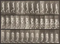 Eadweard Muybridge, Female Nude Descending a Plank, plate 117, from Animal Locomotion: An Electro-Photographic Investigation of Consecutive Phases of Animal Movements, 1887, Collotype, on two-toned wove paper, with full margins