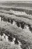Henri Cartier-Bresson, Gardens of the Palais Royal, Paris, 1959, Gelatin silver print, printed later