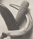 Tina Modotti, Bandolier, Corn, Sickle, 1927, Gelatin silver print