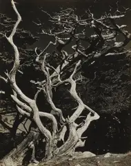 Cypress, Point Lobos by Edward Weston, 1938, Gelatin silver print, sold Apr 2026